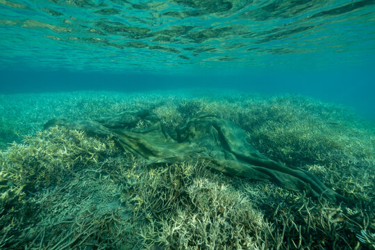 小笠原　サンゴに絡まる漁網