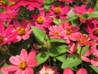 春の花壇に美しく咲き誇る、赤が鮮やかなジニアの花