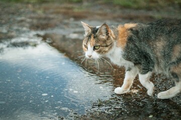 Naklejka na ściany i meble Cat in the muddy yard outside