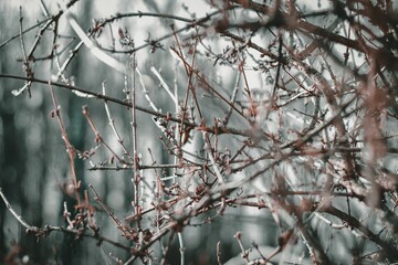 Winter shrub branches in woods