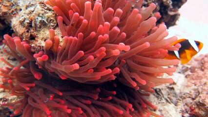 clown fish