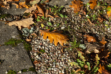 Autumn background with dry oak leaves. High quality photo