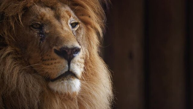 Beautiful lion Close-up portrait. The King's View. Lion head, detailed portrait. An adult lion resting in the sunlight. Lion at rest. 4K Slow motion, ProRes 422,10 bit video