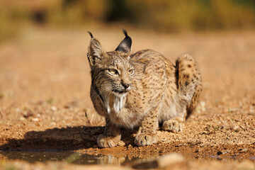 Lince ibérico en su entorno natural en libertad.