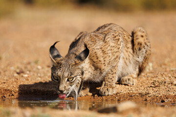 Lince ibérico en su entorno natural en libertad.