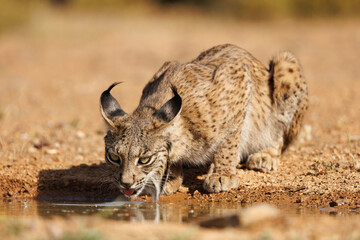 Obraz premium Lince ibérico en su entorno natural en libertad.