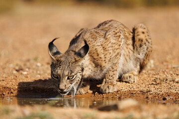 Lince ibérico en su entorno natural en libertad.