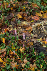 Autumn background with dry oak leaves. Vertical frame. High quality photo