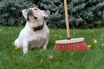 white french bulldog sits on a green lawn next to a red brush