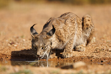 Lince ibérico en su entorno natural en libertad.