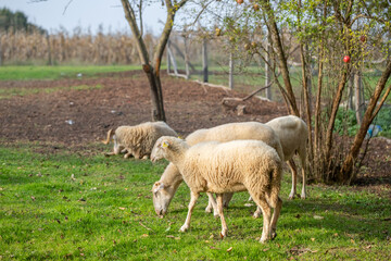 Naklejka na ściany i meble flock of sheep grazing in green countryside