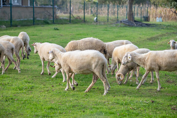 Obraz na płótnie Canvas flock of sheep grazing in green countryside