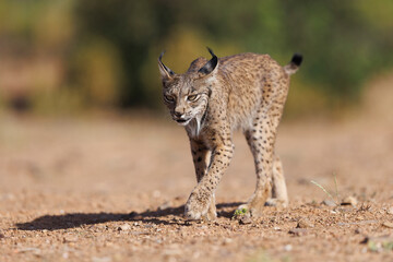 Lince ibérico en su entorno natural en libertad.