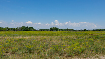 The Landscape of the Latea Forest in the Danube Delta