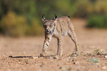 Lince ibérico en su entorno natural en libertad.