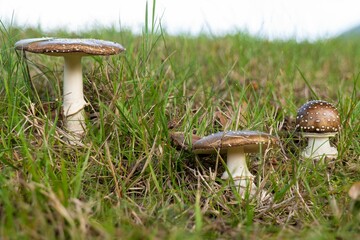 Group of poisonous panther cap mushrooms (Amanita pantherina)