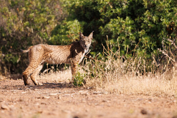 Lince ibérico en su entorno natural en libertad.