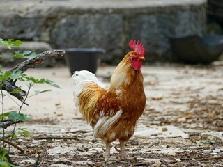 Closeup of a cock standing on the dry ground