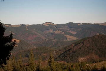 View on forest in mountains