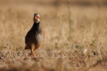Perdiz roja en su entorno natural en libertad