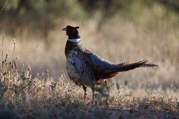 Faisan común en su entorno natural en libertad