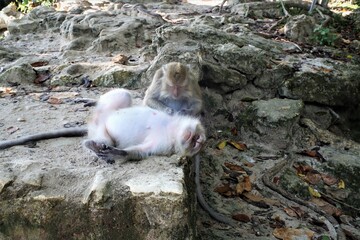 Photo of monkeys relaxing on the beach