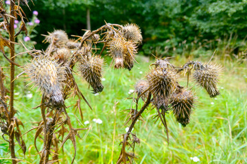 Thistle is a herbaceous plant that grows in the meadow.