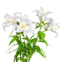 White lilies. Lily flowers. Beautiful flowers isolated on white