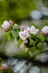 Selective focus of a Chinese apple tree flowers, a vertical shot