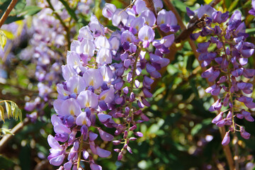 beautiful lush purple wisteria flowers on a background of green leaves