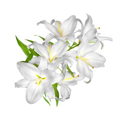 Lilies flowers. White lilies. White flowers isolated on white background