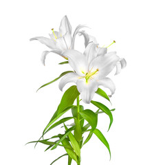 White lilies. Lily flowers. Flowers are isolated on a white background