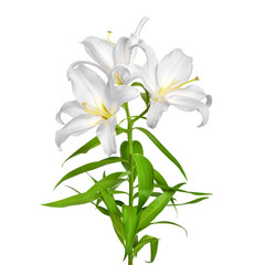 Lilies flowers. White  lilies. Flowers are isolated on a white background