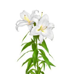 White lilies. Lilies flowers. Flowers isolated on white background
