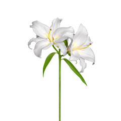 Naklejka na ściany i meble Lily flowers. White lilies. White flowers isolated on white background