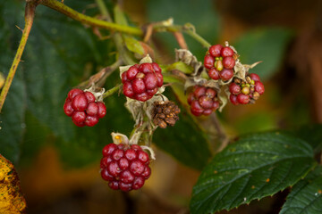 blackberries, red, fruit, fall, netherlands, 