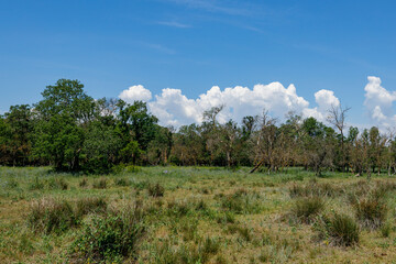 The Landscape of the Latea Forest in the Danube Delta