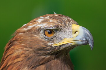 female golden eagle (Aquila chrysaetos) a portrait of the head very close up