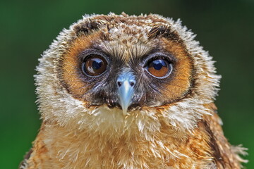 brown wood owl (Strix leptogrammica) a portrait of the head very close up