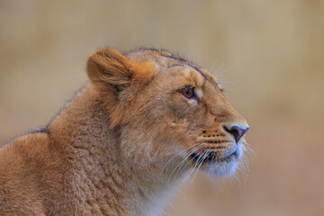 nice and cute young female lioness (Panthera leo) close up portrait of the head