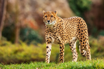 Fototapeta na wymiar male cheetah (Acinonyx jubatus) is prudent