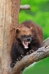 wolverine (Gulo gulo) fiercely showing his teeth