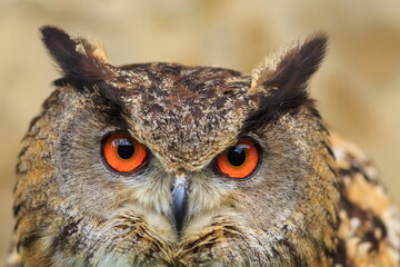 Eurasian eagle-owl (Bubo bubo) frontal portrait close up
