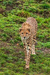 male cheetah (Acinonyx jubatus) is Cautious