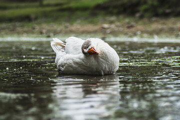 Domestic duck in the pond looking at the camera