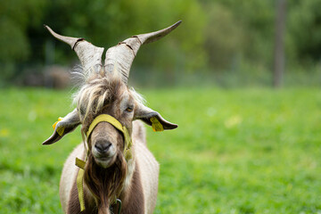 close-up portrait of a brown goat with big horns
