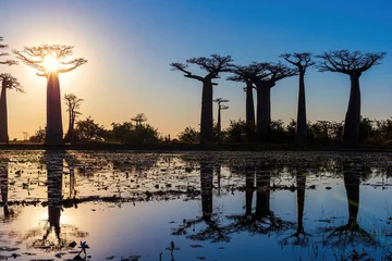 Gordijnen Beautiful Baobab trees at sunset at the avenue of the baobabs in Madagascar © Picturellarious