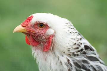 Close-up portrait of a white chicken