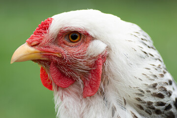 Close-up portrait of a white chicken