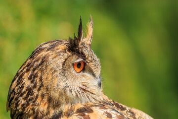 Eurasian eagle-owl (Bubo bubo) close up portrait